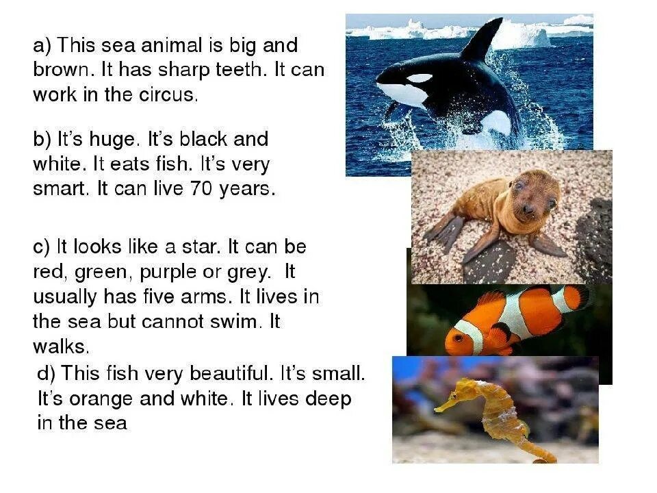 Морские животные на английском. Рассказ о морском обитателе на английском. Презентация по английскому языку морские животные. Загадка про рыбу на английском.