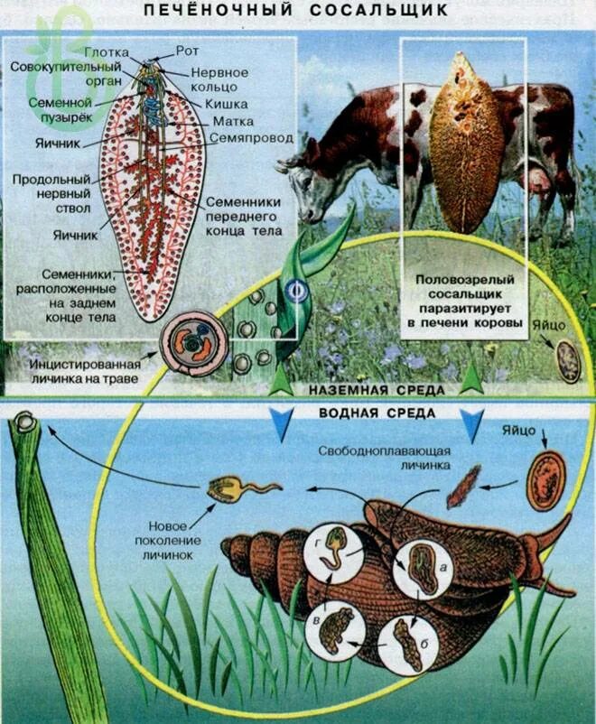 Строение печеночного сосальщика биология. Цикл печёночного сосальщика биология 7 класс. Строение печеночного сосальщика биология 7 класс. Цикл печеночного сосальщика биология ЕГЭ. Цикл развития червей сосальщиков