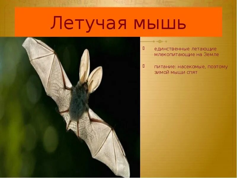 Единственное летающее млекопитающее. Летающие млекопитающие. летающие млекопитающие презентация. летающие млекопитающие представители. летающее млекопитающее единственное.