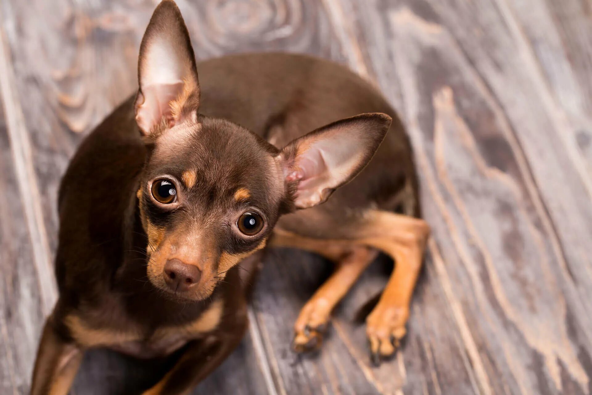 Той терьер или дог. Той терьер. Той терьер или дог. Чешский крысарик. Пражский крысарик длинношерстный.