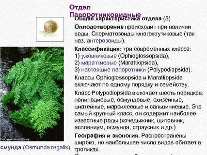 Для папоротниковидных характерно