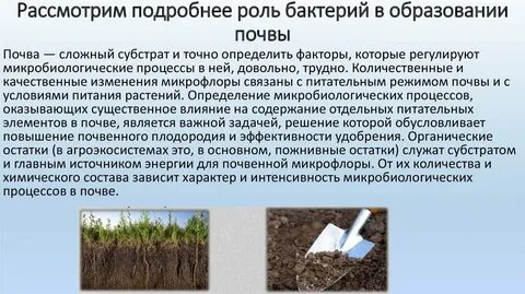 Активность почвы