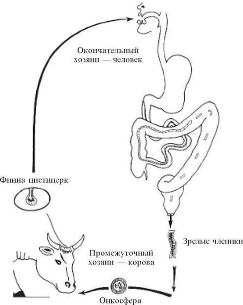 Выход из яиц шестикрючной личинки онкосферы