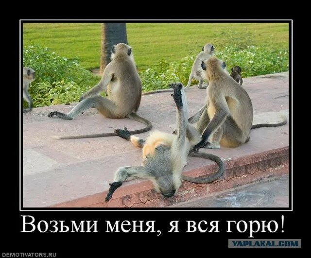 Прикол ну меня. Шутки про элину. Котенок ругайте меня я готов. Прикол ну меня. Прикол ну меня.