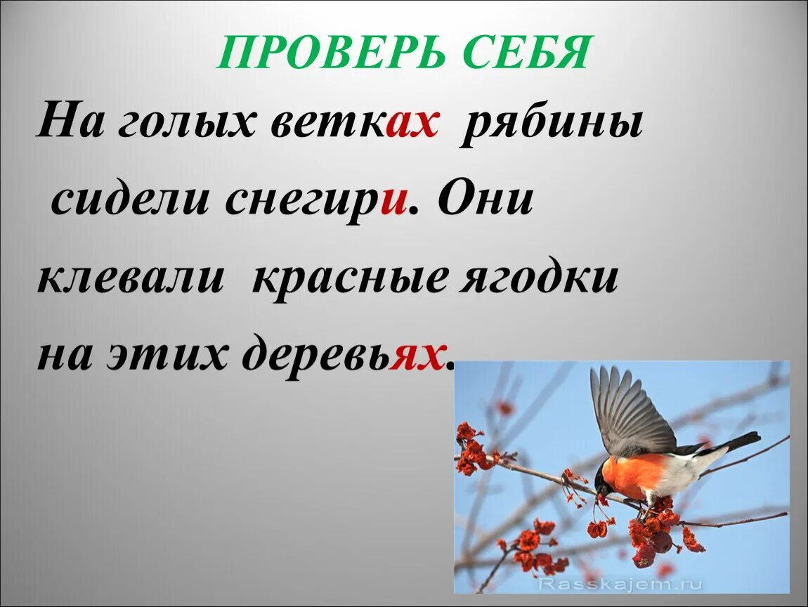 Глагол от слова рябина. Продолжите предложение на ветке сидели Снегири. Снегирь склонение. Рябина сидит. Они клюют.