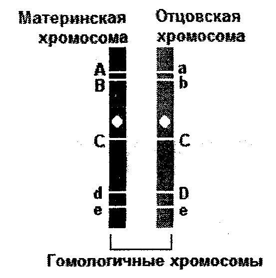 Схема взаимного расположения генов в хромосоме составляющих одну. Гены в гомологичных хромосомах. Расположение генов в хромосомах. Локусы гомологичных хромосом. Различные аллельные гены