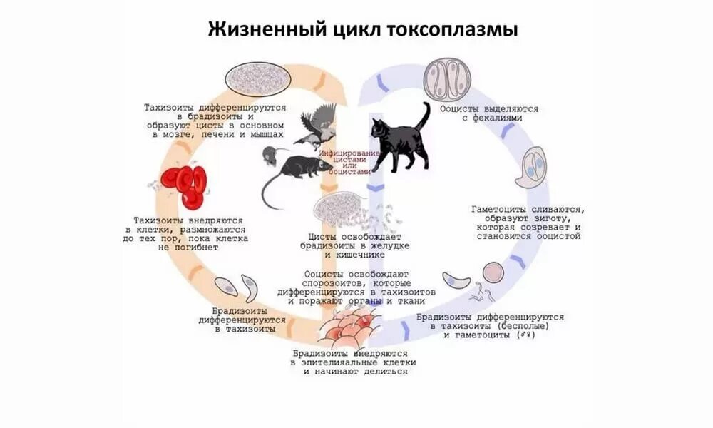 Жизненный цикл возбудителя. Токсоплазма гондии цикл развития. Toxoplasma gondii жизненный цикл. Жизненный цикл Toxoplasma gondii схема. Toxoplasma gondii стадии жизненного цикла.