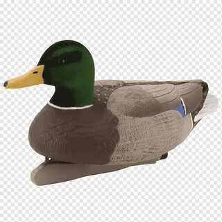 Утка без
