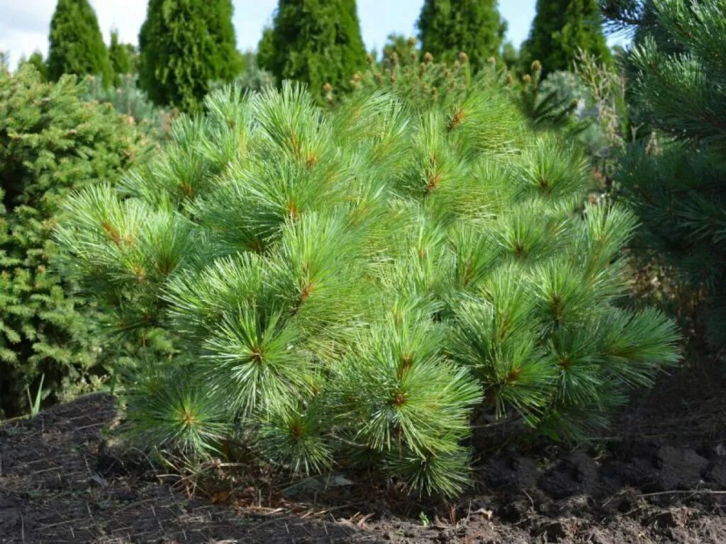 Pinus strobus