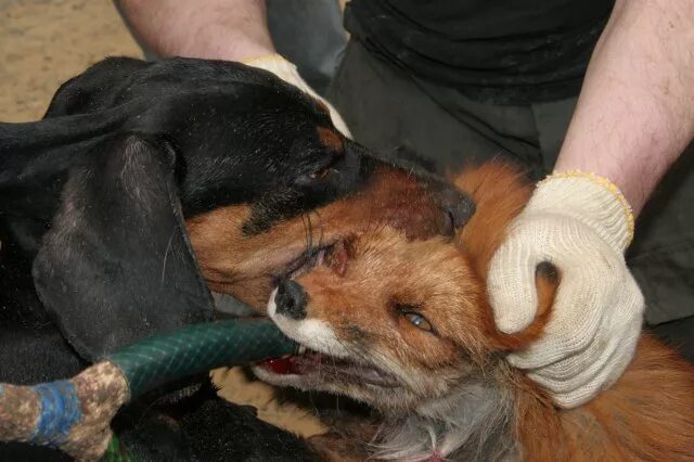 Притравочная станция для собак владимирская область. Травля животных. Медведь и собака. Притравочная станция в форносово. Притравочные станции для собак.