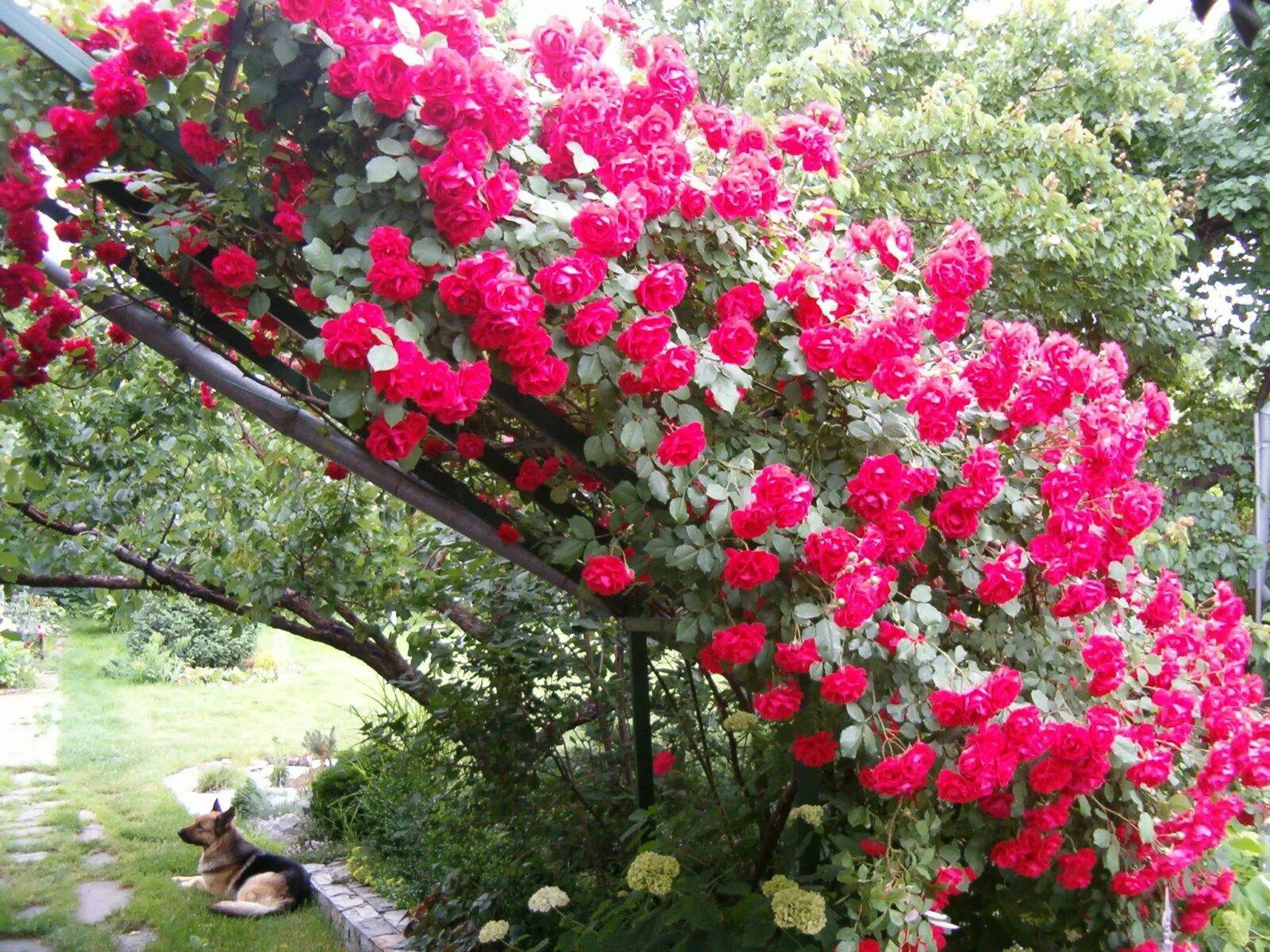 Бабушка вырастила прекрасные плетистые розы найди