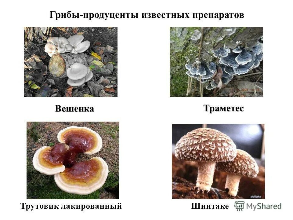 род penicillium. пеницилл редуцент. бактерии продуценты антибиотиков. грибы являются продуцентами. основные продуценты антибиотиков.