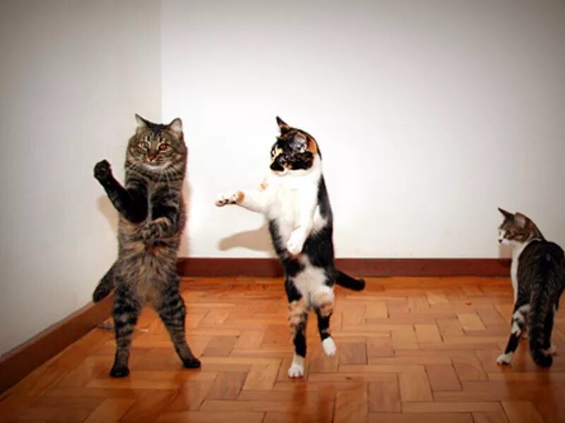 Плясать как без. Танцующие коты. Коты веселятся. Танец кошки. Танцы с котами.