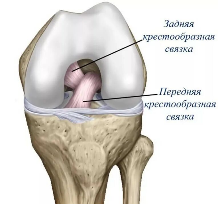 Передняя крестообразная связка