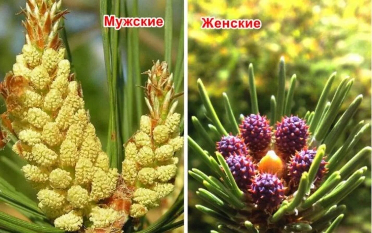 полярная роза лиственница. ель аянская шишки. какого цвета женские шишки. ель сибирская микростробилы. какого цвета женские шишки.