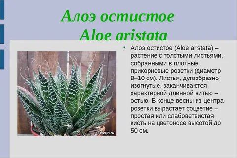 Алоэ группа растений