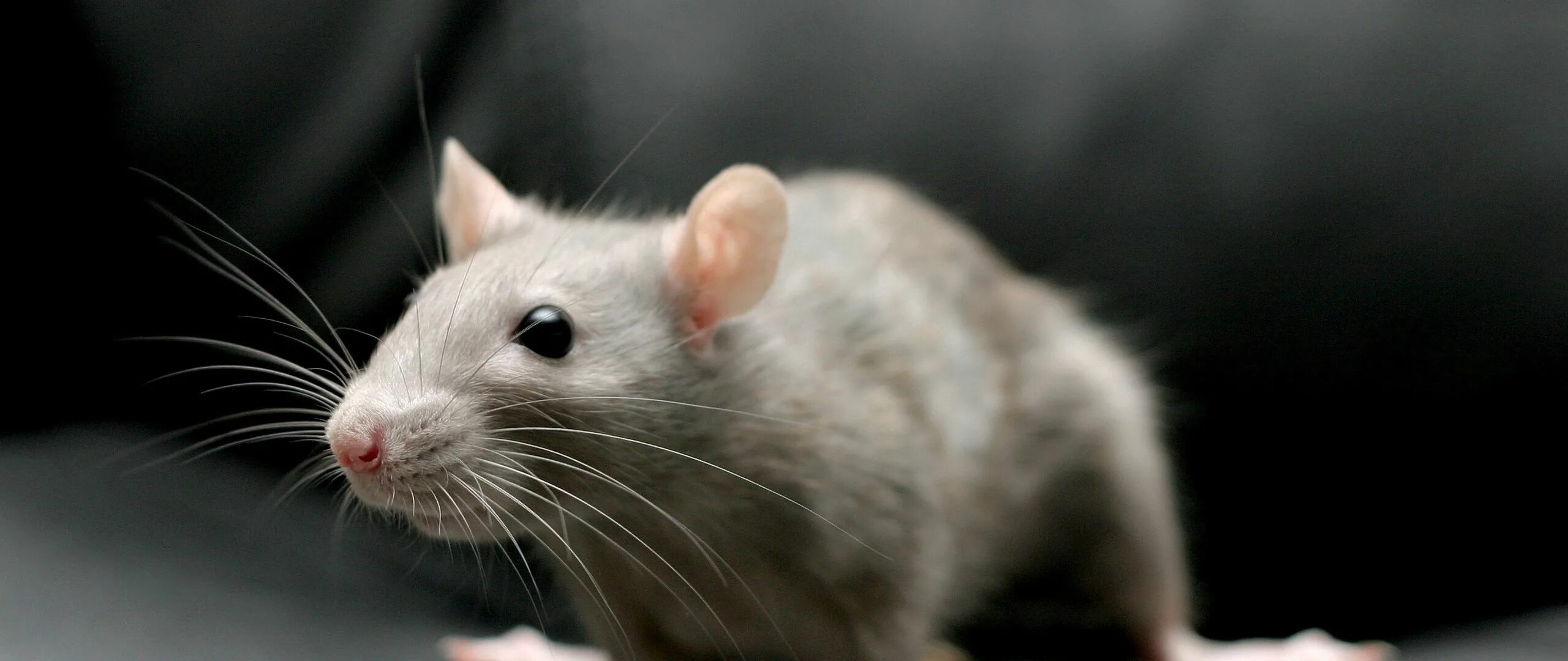 Крыса серо белая. Мышь серая обыкновенная. Белая черная и серая крысы. Красивые крысы.