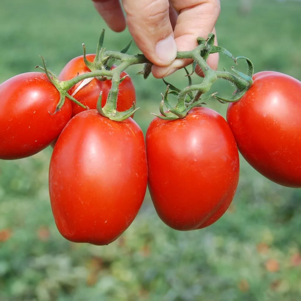 Семена низкорослых помидоров купить. Пьетра Росса f1 томат. Томат Петраросса f1. Томат Пьетро Россо. Томат слот f1 партнер.