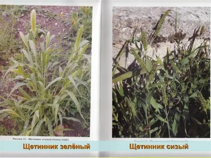 Вредоносность сорняков