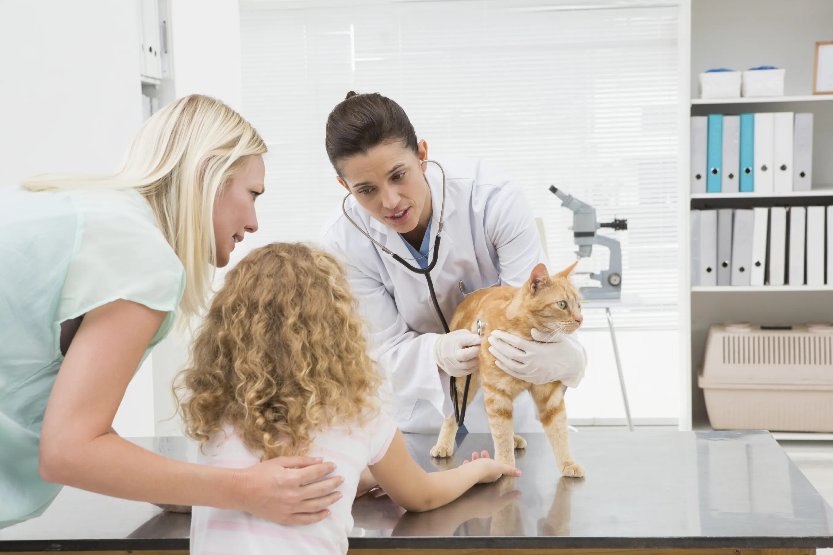 Ветеринар с кошкой. Ветеринария для детей. Очередь в ветеринарной клинике. Ветеринарная клиника Сток.