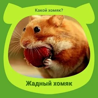 Какие карты в хомяке 9 июля
