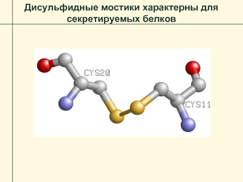 Образование дисульфидных связей в белке. Образование дисульфидной связи между остатками цистеина. Дисульфидные связи цистеин. Схема образования дисульфидного мостика. Дисульфидные мостики в белках структура.