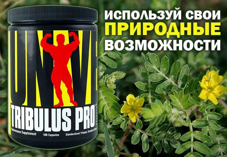 Травы для повышения тестостерона у мужчин. Овощи повышающие тестостерон. Якорцы трибулус стелющиеся в таблетках. Продукты для потенции. Растение поднимающие тестостерон.