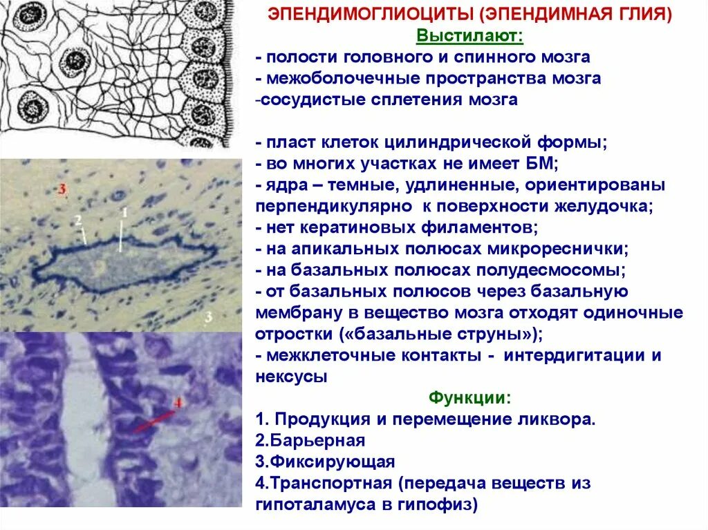 Глия спинного мозга. Эпендимная глия структура. Нейроглии эпендима. Микроглия клетки гистология.