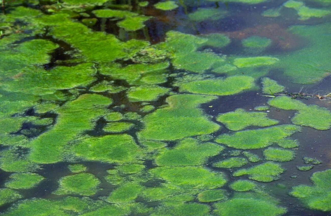 Почвенные водоросли