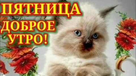 Доброе утро с пятницей с котиками