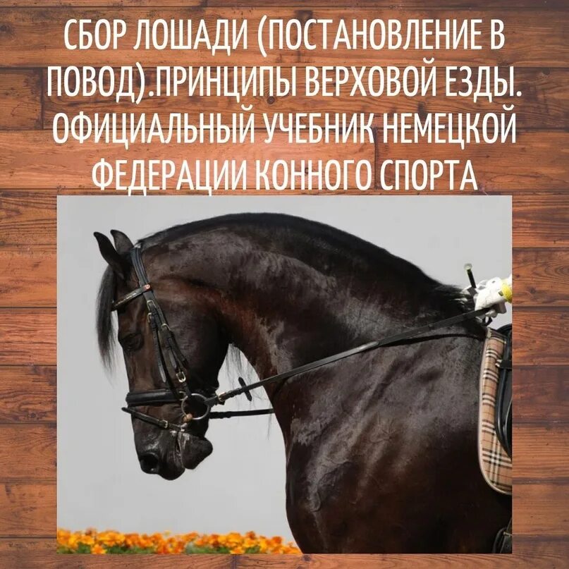 Сбор по поводу. Постановление лошади. Сбор лошади. Сбор конный спорт. Что такое постановление в конном спорте.