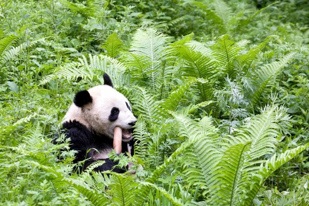 Большая панда живет. Бамбу Панда. Большая Панда (Ailuropoda melanoleuca).. Бамбуковые панды китайские. Большая Панда бамбуковый медведь.
