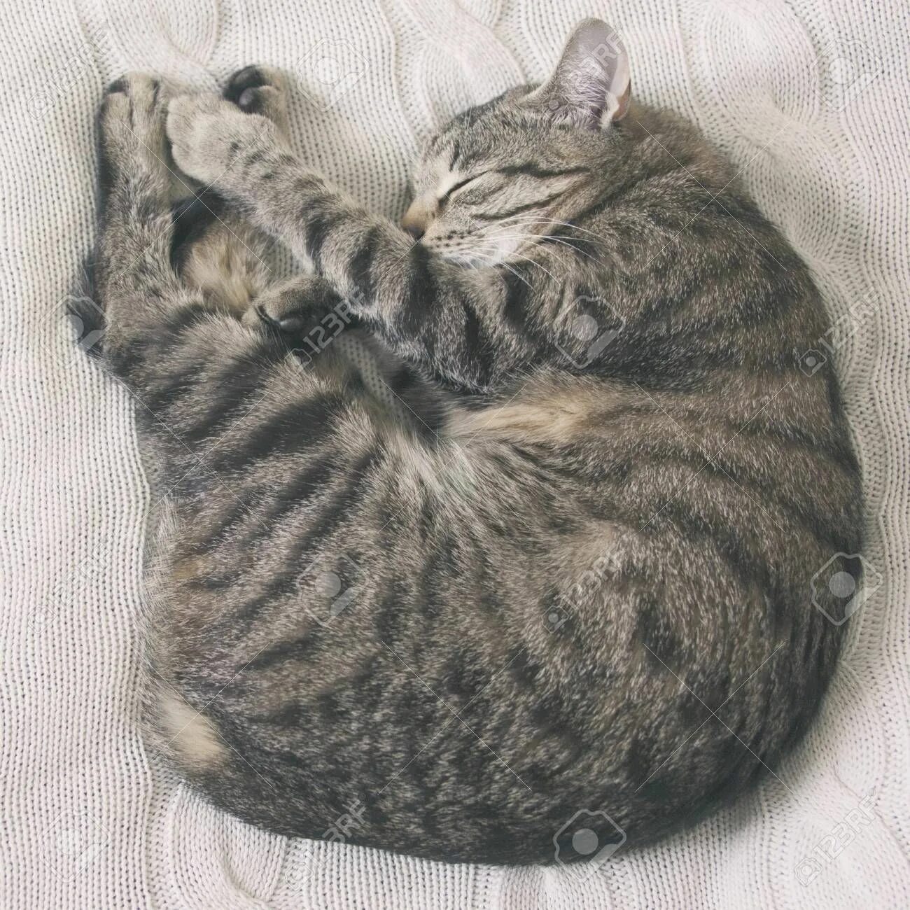 Коты спят или нет