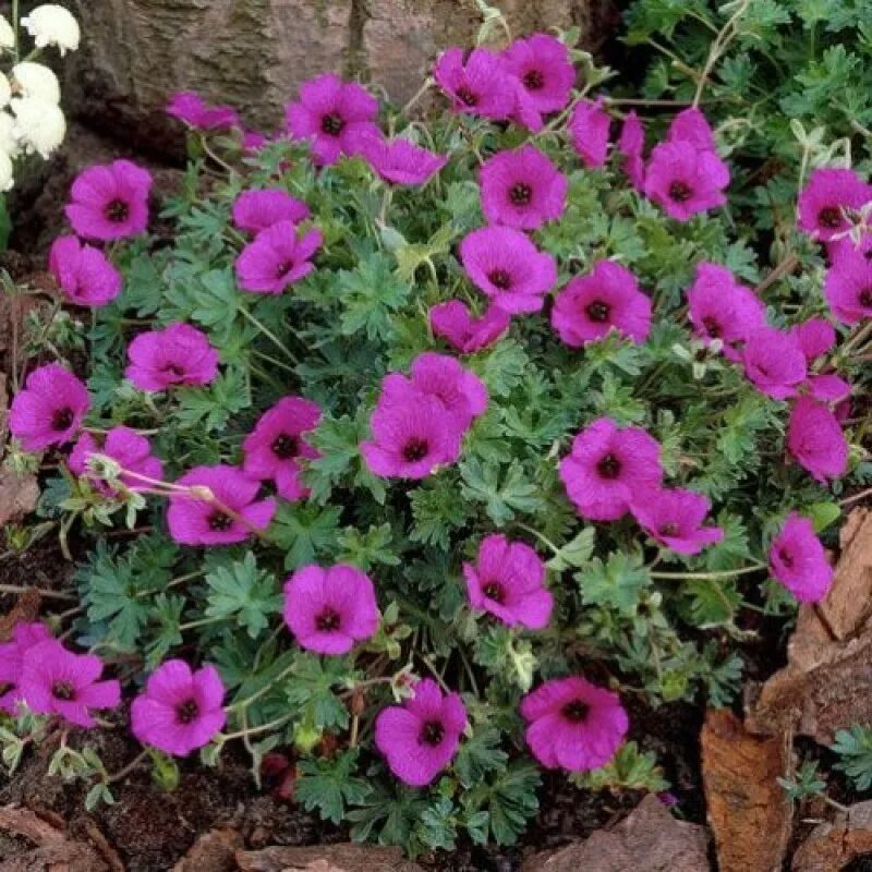 Герань пепельная geranium cinereum giuseppe. Герань пепельная ballerina. Герань пепельная джузеппе. Герань subcaulescens. Герань пепельная (geranium cinereum) ballerina.