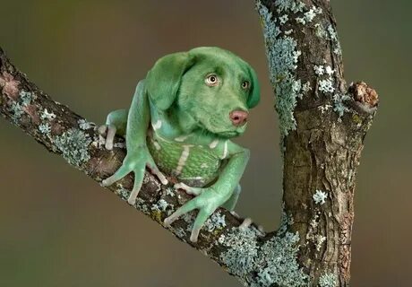 Dog cat frog