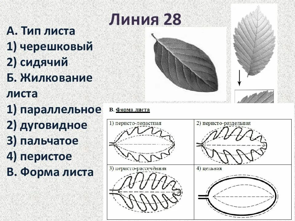 Параллельное 2 дуговидное 3 пальчатое 4 перистое. Перисто сетчатое жилкование листовой пластинки. А Тип листа 1 черешковый 2 сидячий жилкование листа. Тип листа 1) черешковый 2) сидячий.