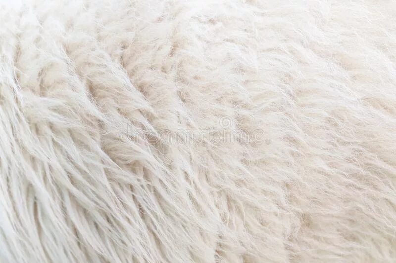 Потертый о шерсть. Собачья шерсть текстура. Текстура шерсти. Прозрачная шерсть. Потертый о шерсть.