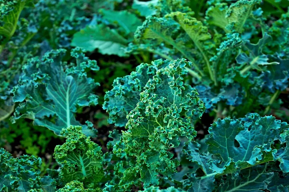 Дикий предок капусты. Дикий предок капусты Brassica oleracea. Brassica oleracea Дикая. Дикая однолетняя капуста. Дикая капуста Средиземноморья.