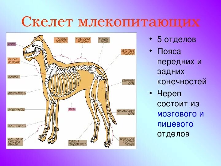 Опорно двигательная система млекопитающих 7 класс. Скелет пояса задних конечностей млекопитающих. Опорно двигательная система млекопитающих 7 класс биология. Скелет задней конечности млекопитающего отделы.