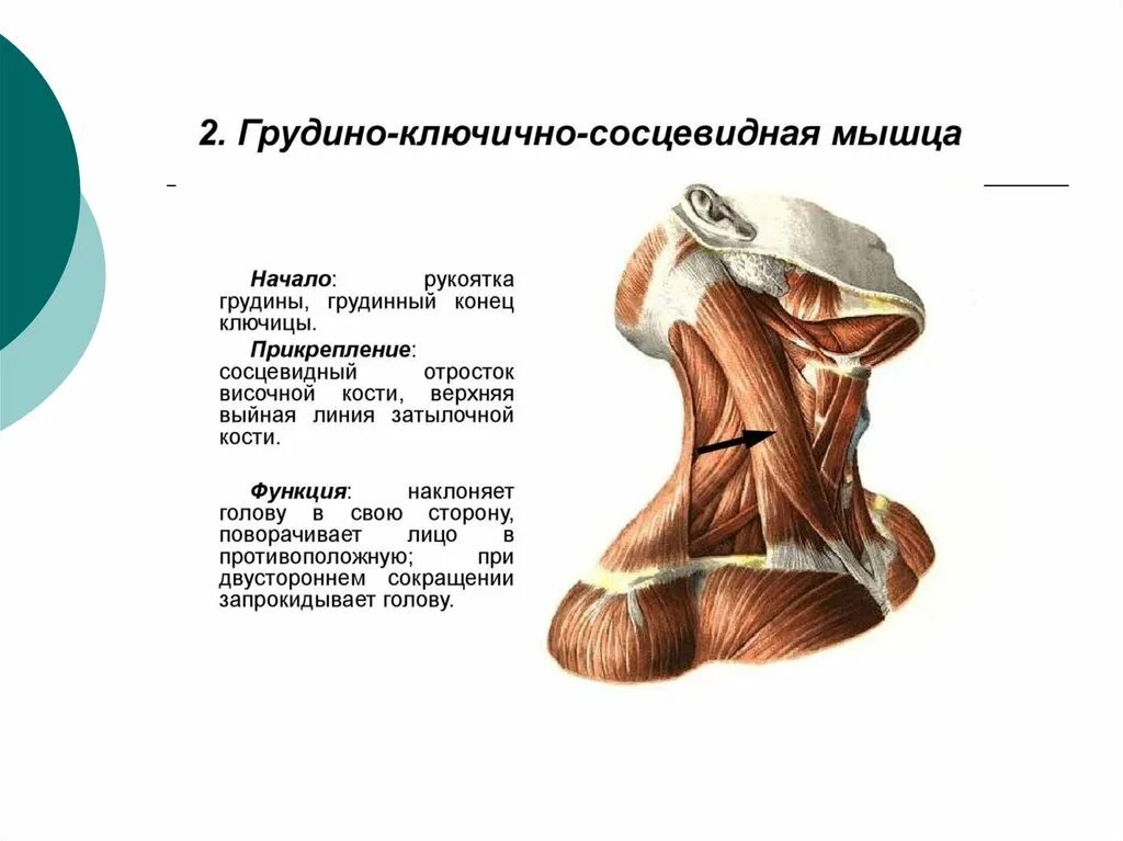 Лопаточно-подъязычная мышца анатомия. Лопаточно подъязычная мышца шеи. Анатомия мышц грудино-ключичного. Шилоподъязычная мышца (m. stylohyoideus).