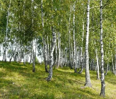 Березовая роща управление