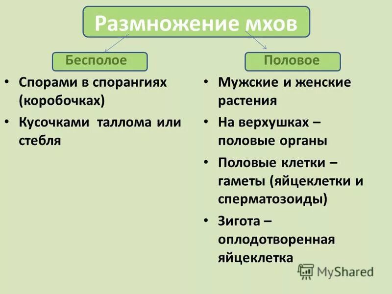 Размножение мохообразных