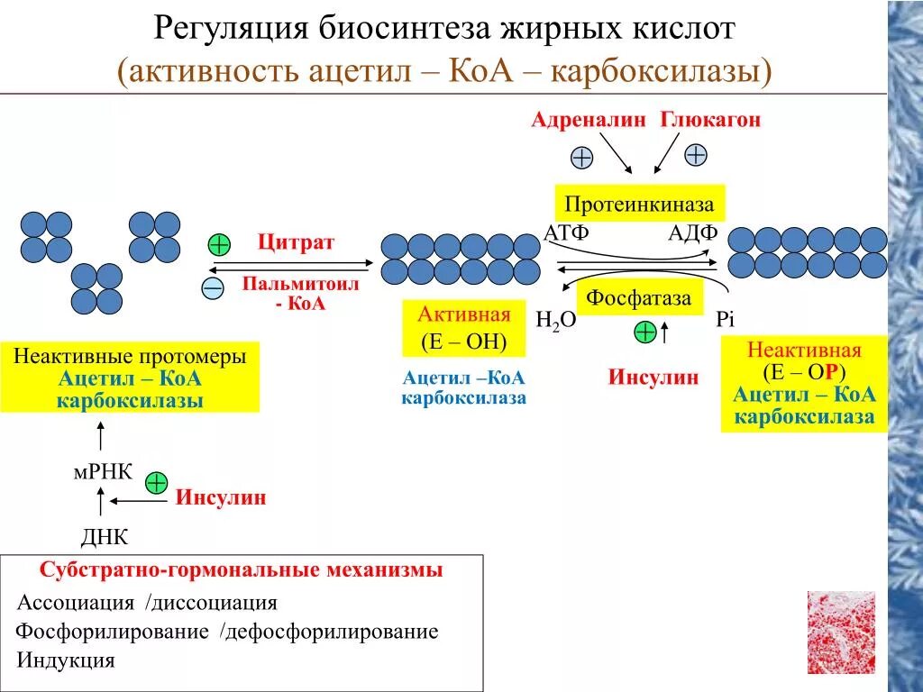 Окисление в биосинтезе. Регуляторные ферменты синтеза жирных кислот. Схема регуляции ацетил-КОА-карбоксилазы. Регуляция биосинтеза жирных кислот. Регуляторные ферменты биосинтеза жирных кислот.