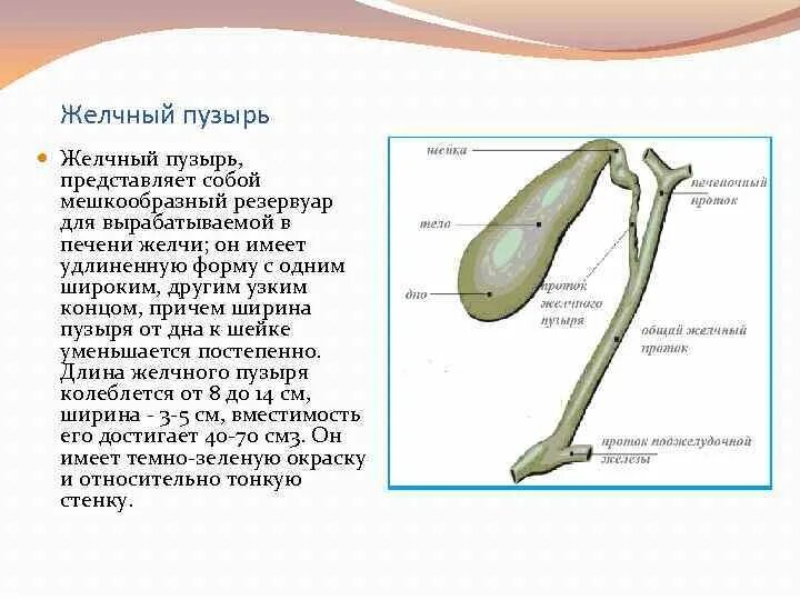 Желчный пузырь норма у мужчин. Нормальная толщина стенки желчного пузыря. Толщина стенки желчного пузыря в норме. Размер жёлчного пузыря у человека норма. Диаметр желчного пузыря.