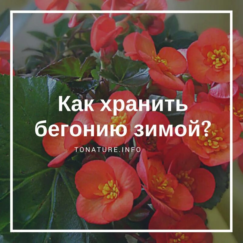 Как хранить бегонию клубневую зимой. Посадка бегонии в открытый грунт. как сохранить бегонию зимой. бегония садовая зимовка. хранение бегоний зимой.
