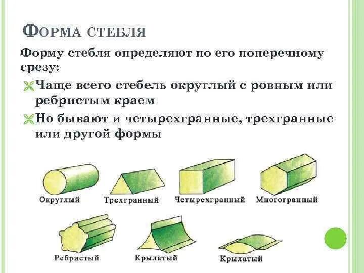 Привести примеры растений по типу стебля Строение стебля