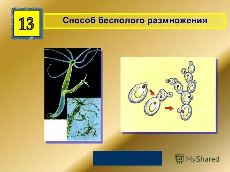 Деление тела бесполое размножение. Биология тема размножение. Процесс бесполого размножения. Бесполое размножение это в биологии.