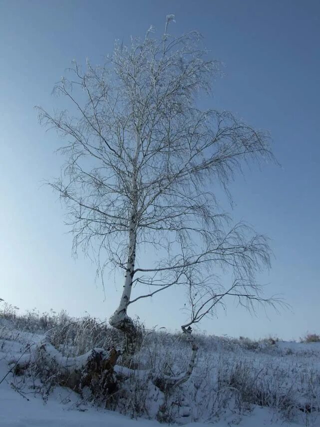 Северный березки