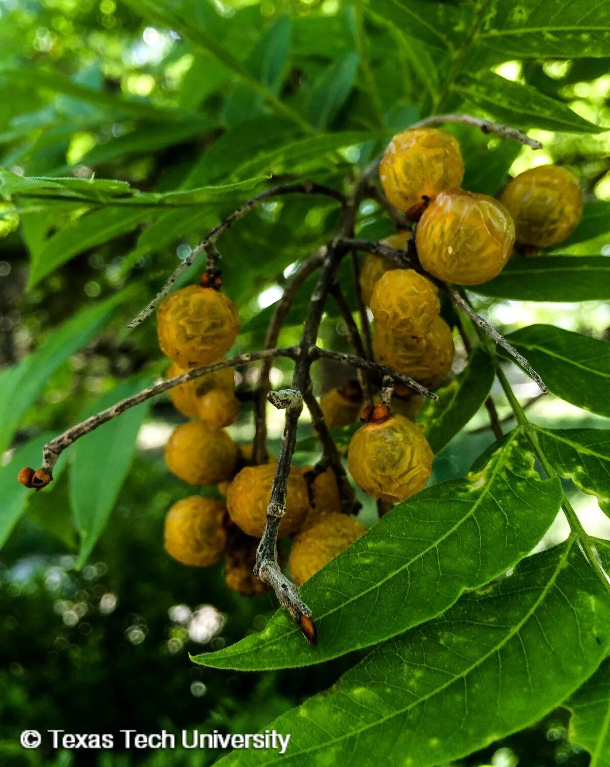Мыльное дерево. Сапиндус друммонда. Мыльное дерево. Мукуросси мыльное дерево. Sapindus drummondii.