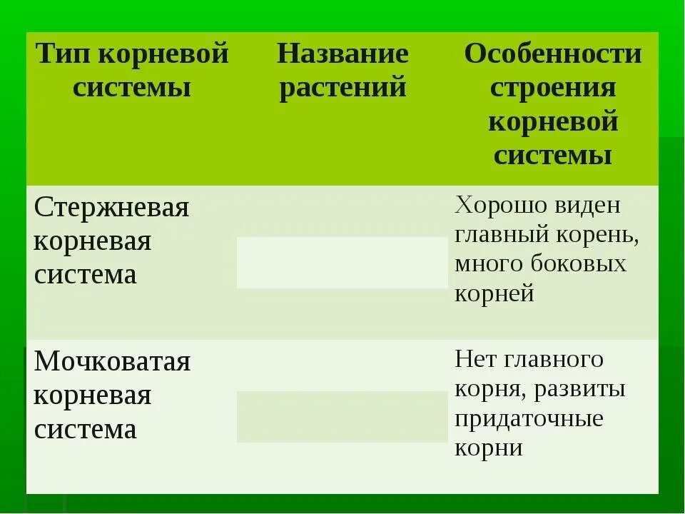 Особенности корневой системы. Особенности строения корневой системы. Особенностистроения корнефой системы. Растения и особенности строения корневой системы.